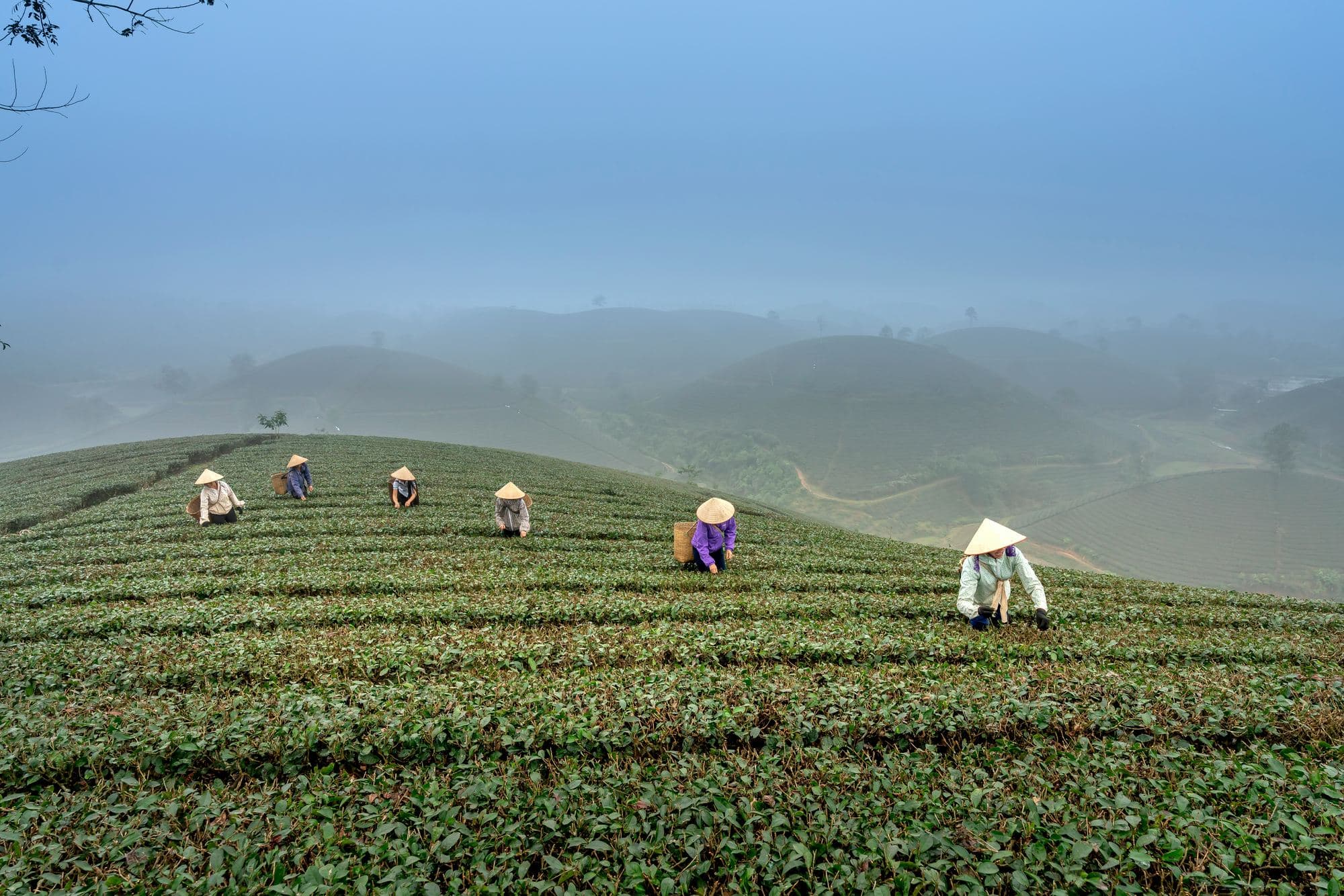 Workers harvest tea on a hillside